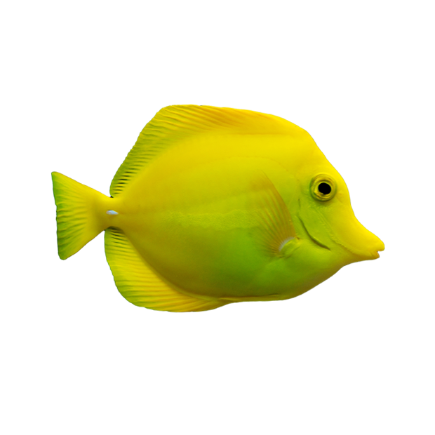 Imagem do peixe Yellow Tang